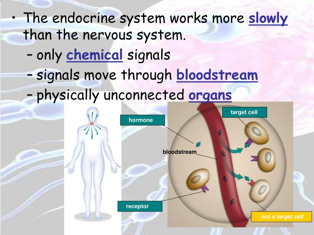 PPT CHAPTER 39 THE ENDOCRINE AND REPRODUCTIVE SYSTEMS PowerPoint