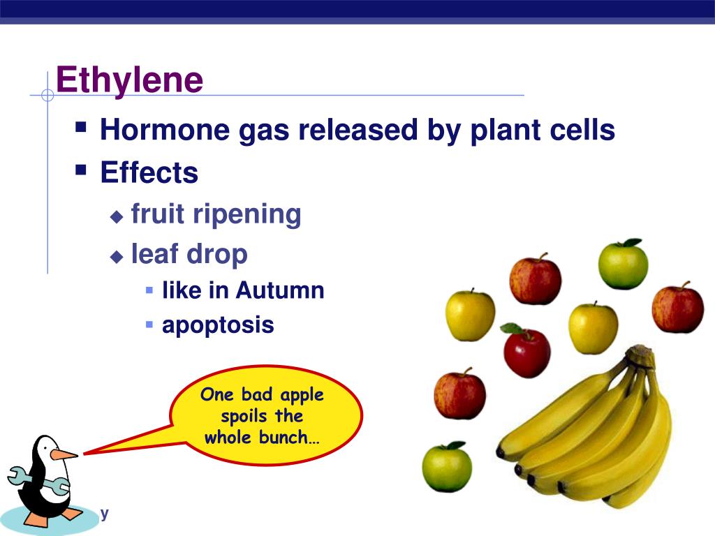 PPT Plant Anatomy Chapter 35 PowerPoint Presentation, free download