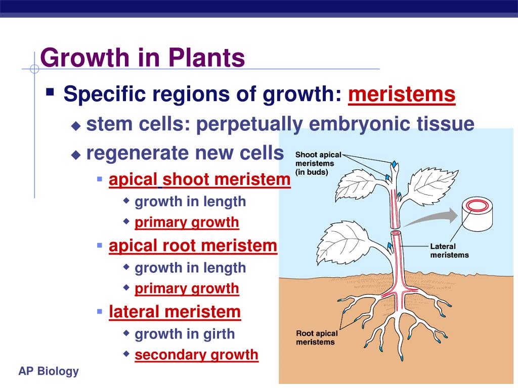 PPT Plant Anatomy Chapter 35 PowerPoint Presentation, free download