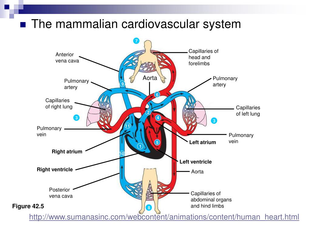 PPT Chapter 42 Gas Exchange and Circulatory System PowerPoint