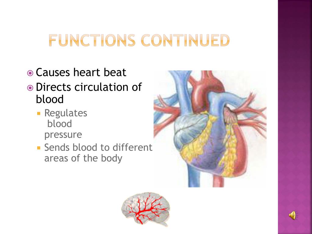 PPT The Muscular System Helps Your Body Move PowerPoint Presentation