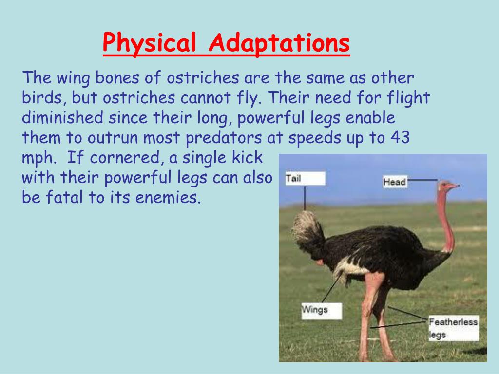 PPT Ostrich PowerPoint Presentation, free download ID3258463