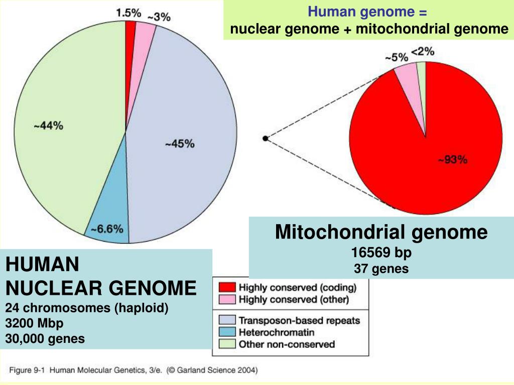 PPT The mitochondrial genome PowerPoint Presentation, free download ID3259879