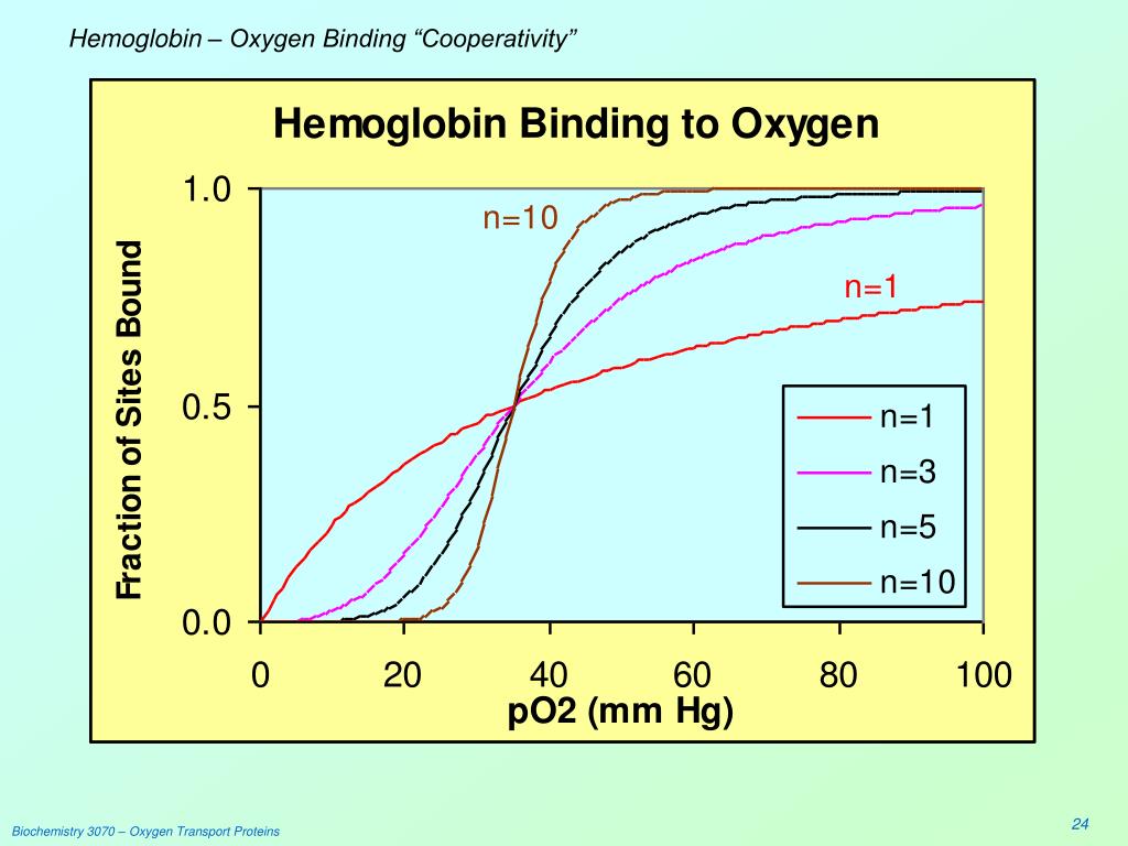 PPT Oxygen Transport Proteins Myoglobin &amp, Hemoglobin PowerPoint