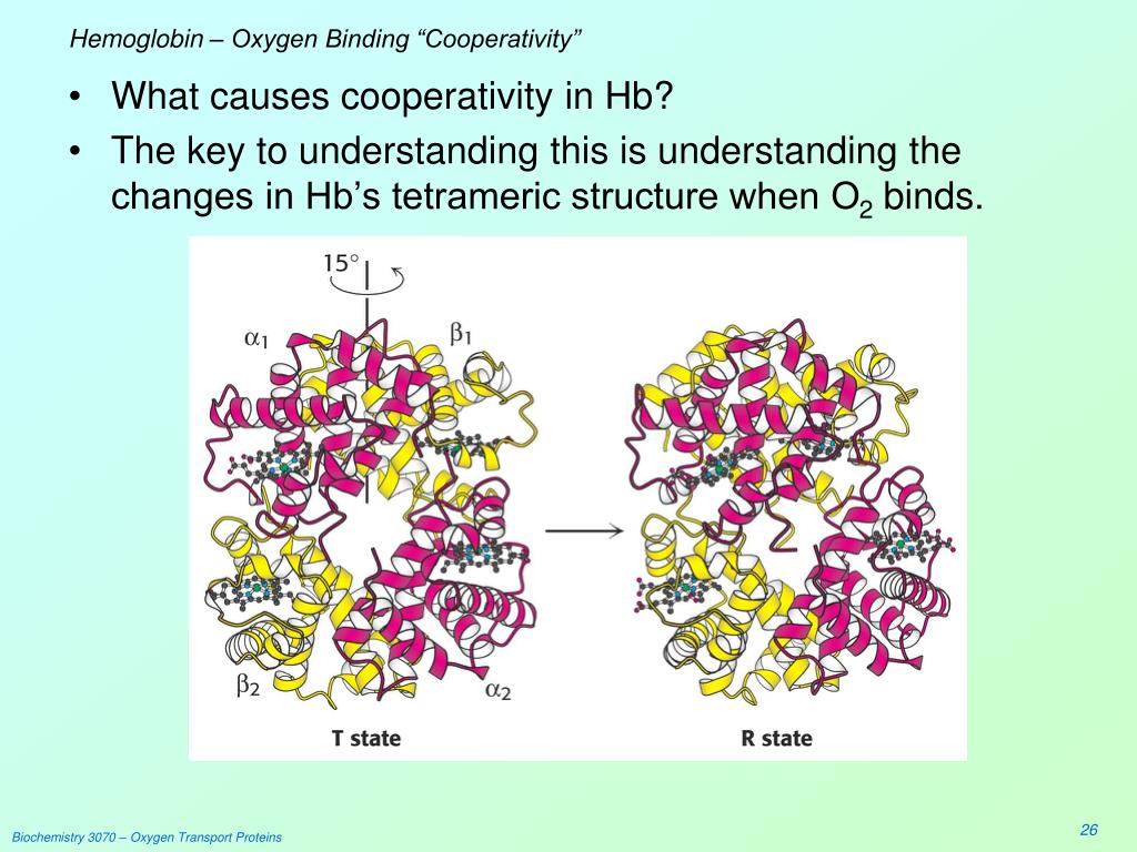 PPT Oxygen Transport Proteins Myoglobin &amp, Hemoglobin PowerPoint