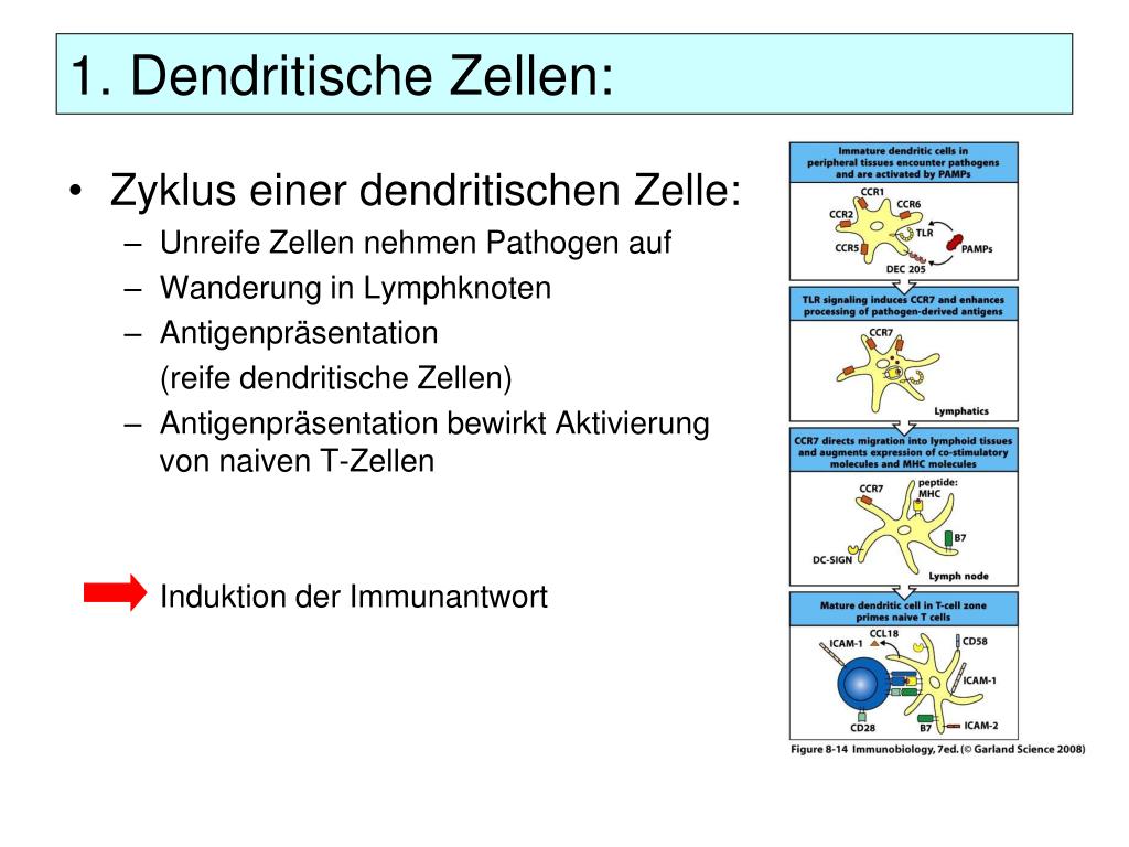 PPT Dendritische Zellen, MHCMoleküle und Antigenpräsentation