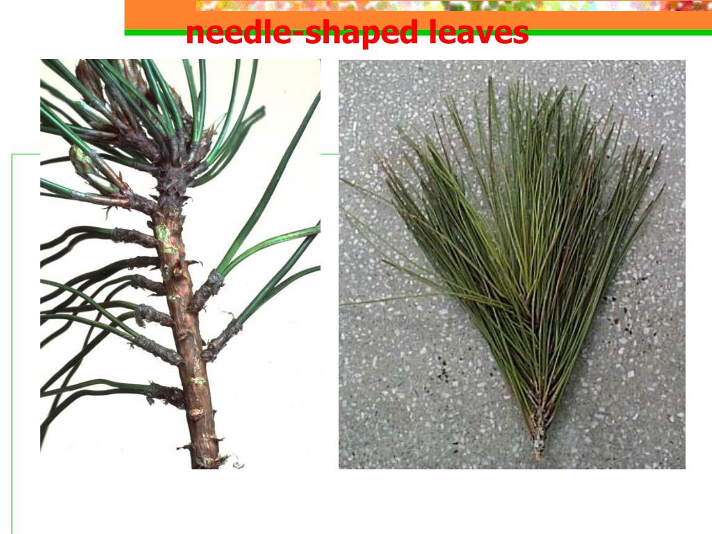 PPT ORIGIN OF PLANTS PowerPoint Presentation, free download ID3272292