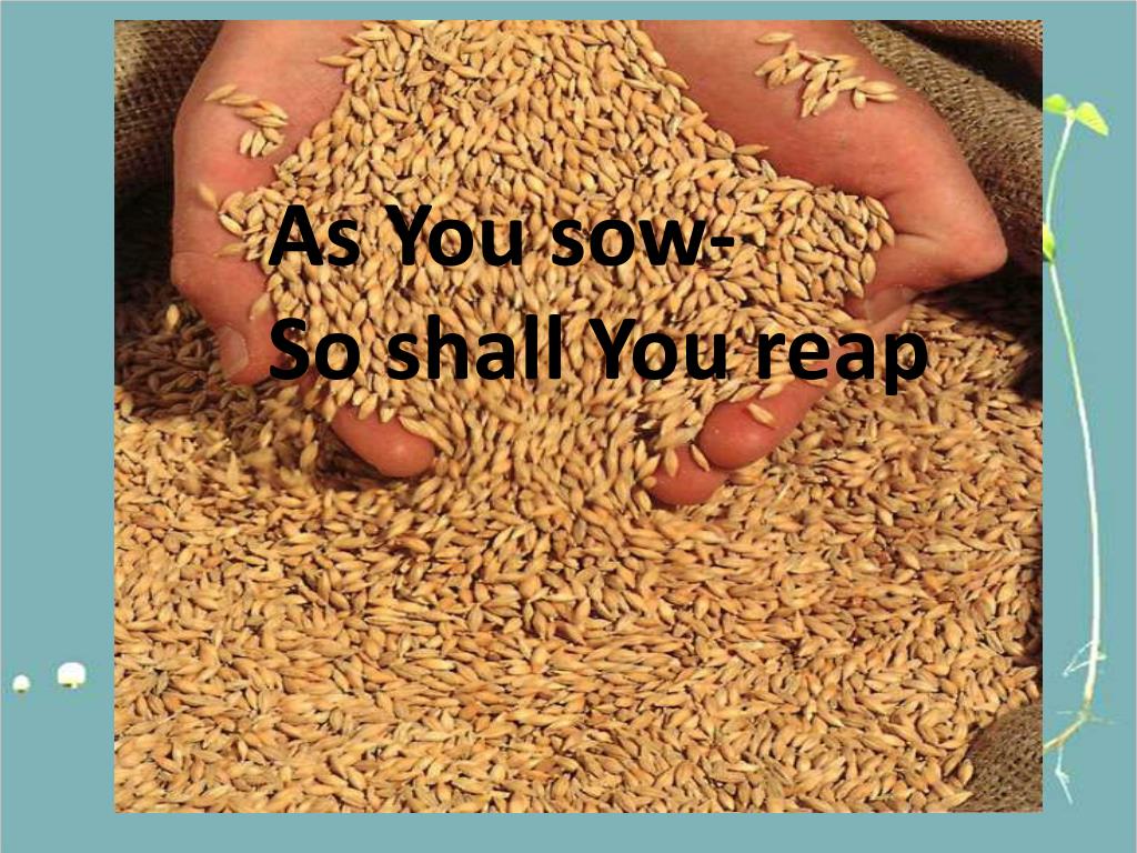 PPT As You sow So shall You reap PowerPoint Presentation, free