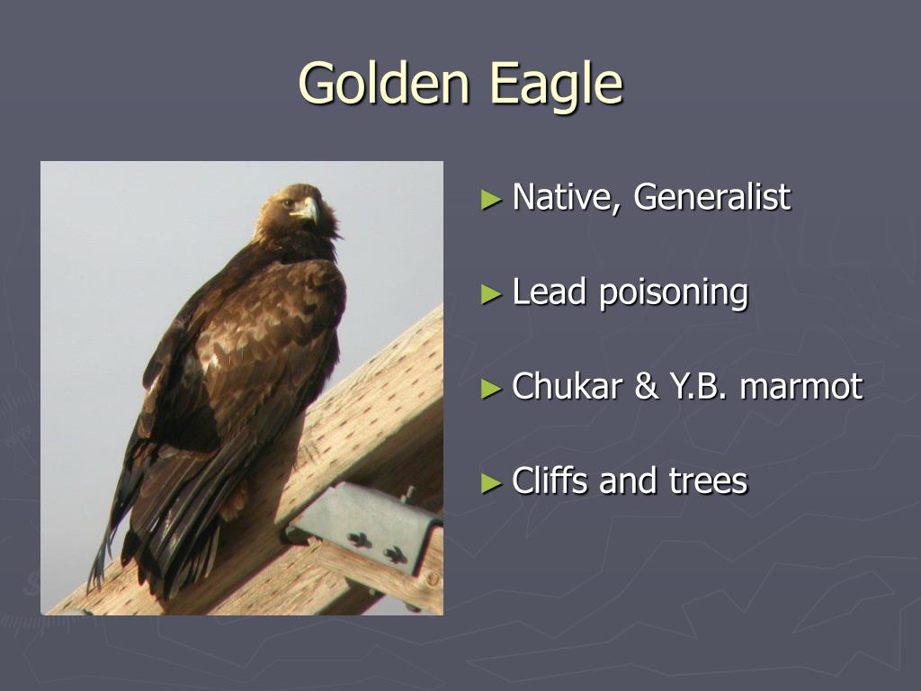 PPT Shrub Steppe PowerPoint Presentation, free download ID3276988