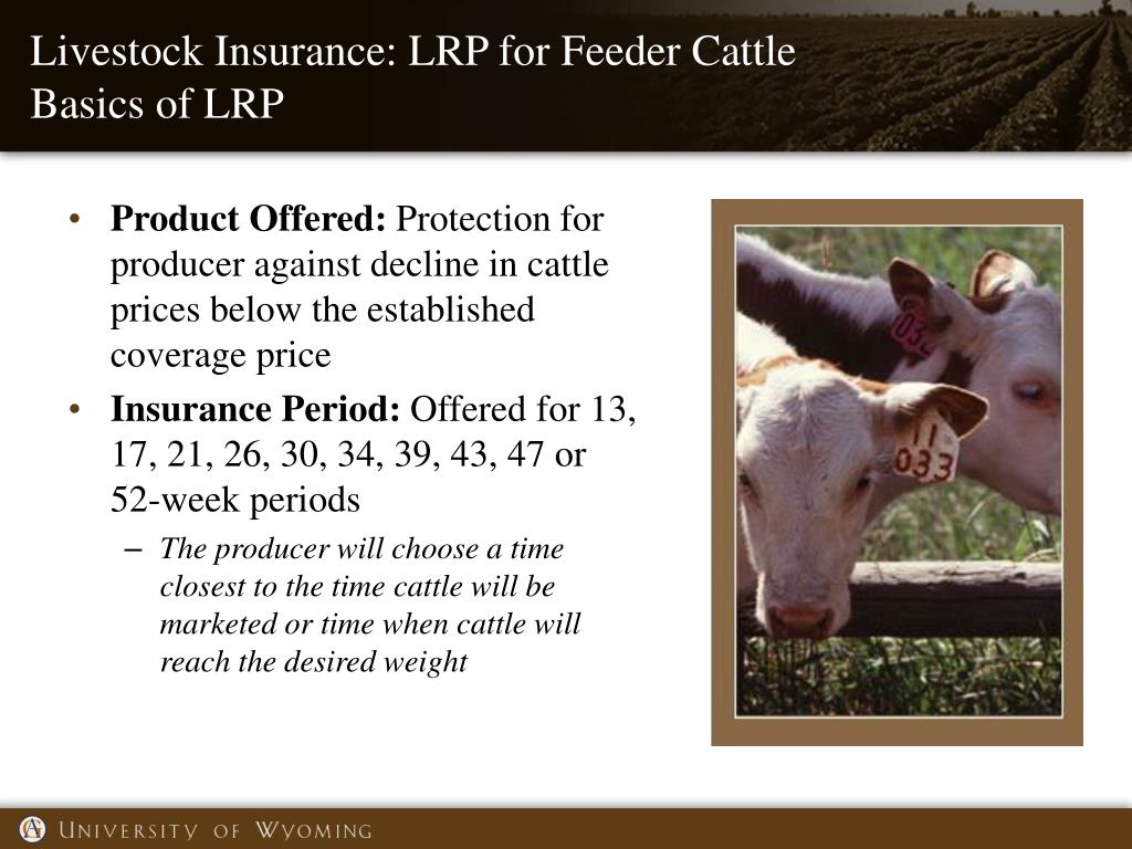 PPT Livestock Insurance Overview PowerPoint Presentation, free