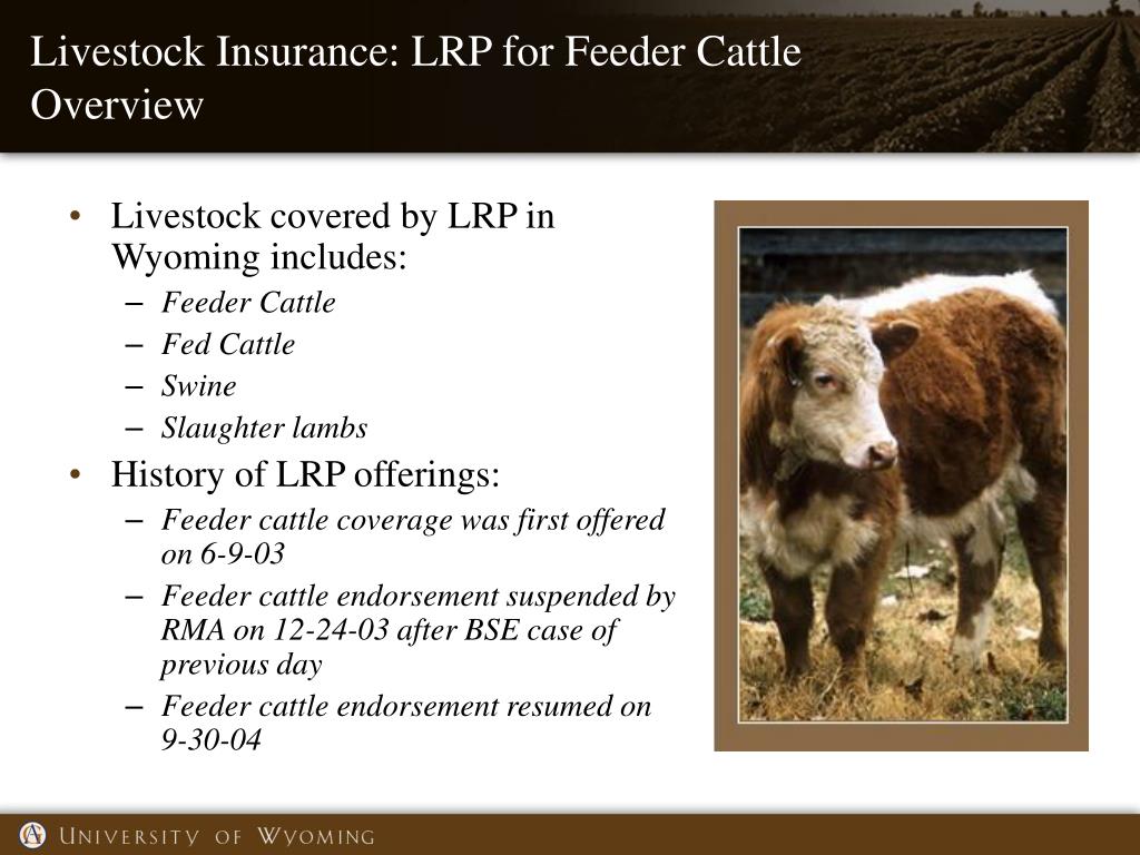 PPT Livestock Insurance Overview PowerPoint Presentation, free