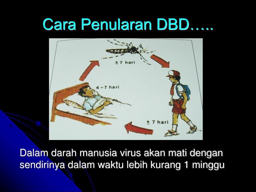 PPT DEMAM BERDARAH DENGUE PowerPoint Presentation, free download ID