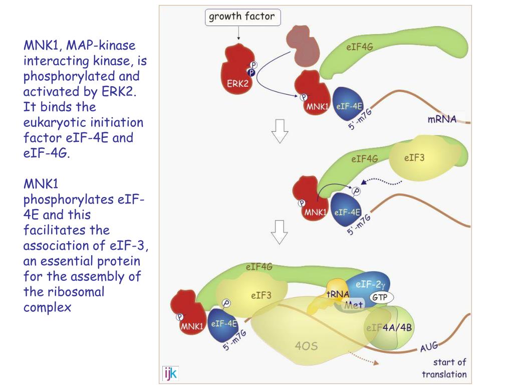 PPT The Ras MAP kinase pathway PowerPoint Presentation ID3296694