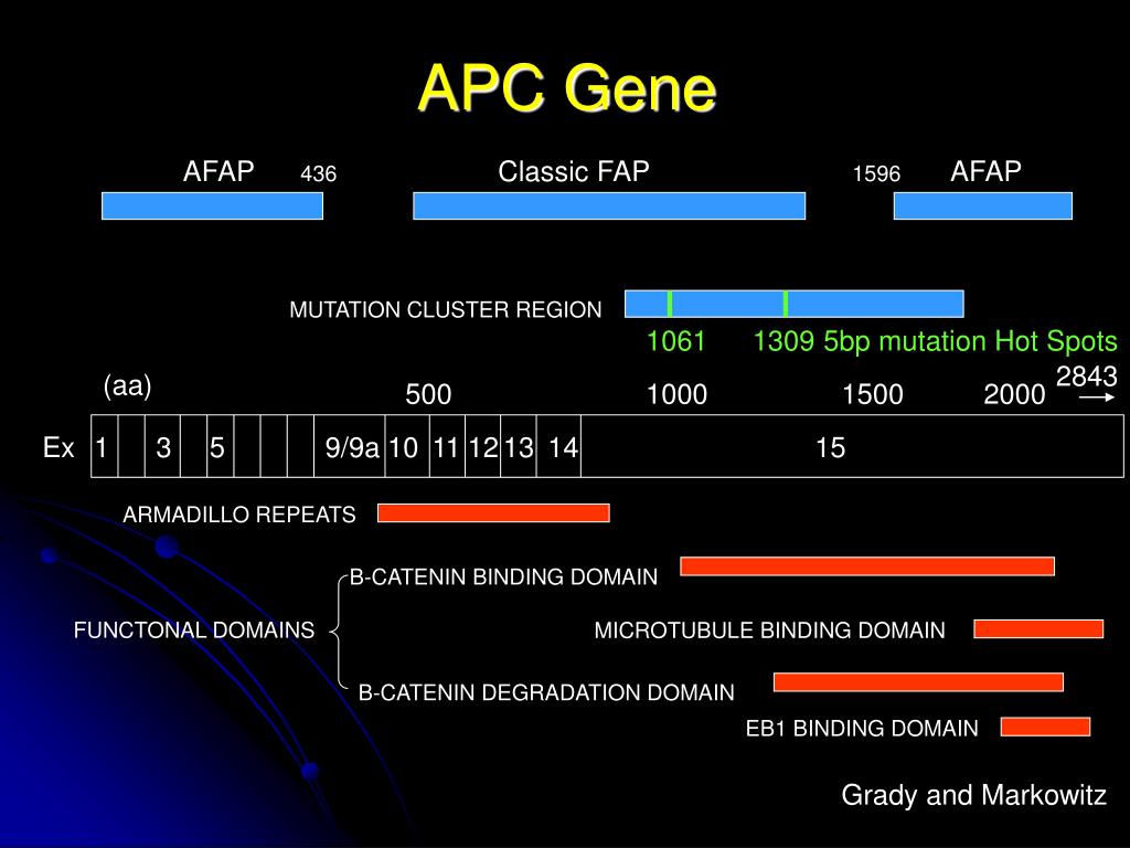 PPT Novel splicesite mutations as the cause of FAP