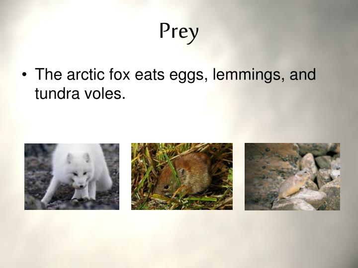 PPT Arctic Fox PowerPoint Presentation ID3299664