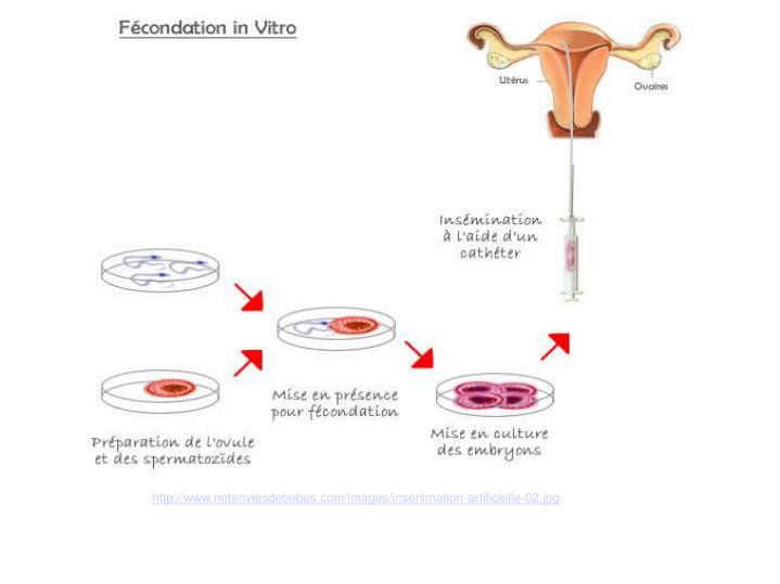 PPT La fécondation in vitro PowerPoint Presentation ID