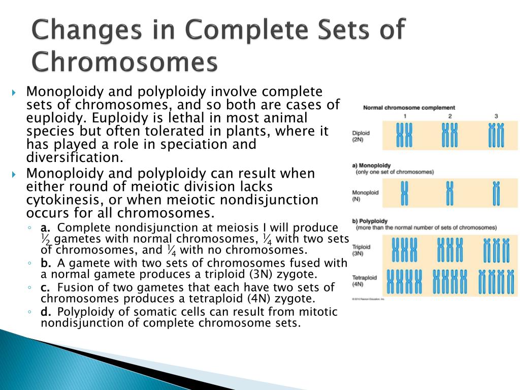 PPT Chapter 16 Variations in Chromosome Structure and Number