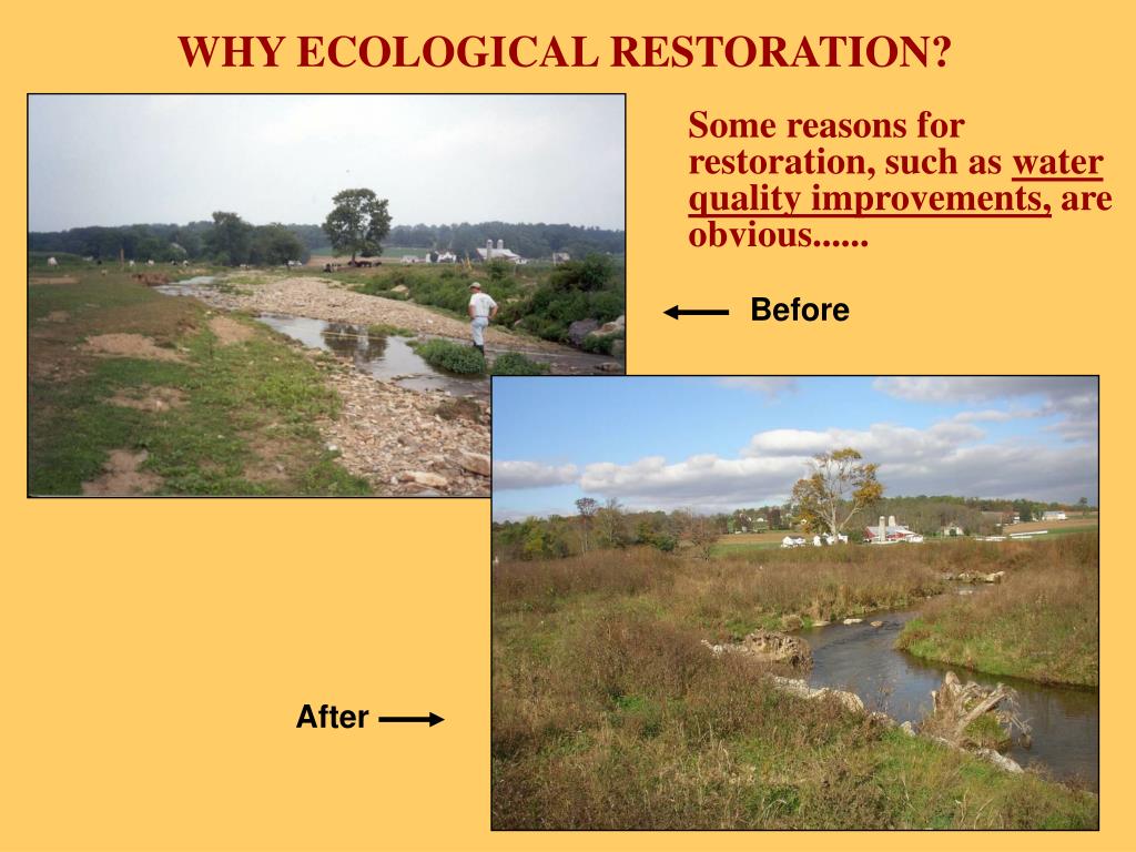 PPT BENEFITS OF PLANTING RIPARIAN BUFFERS & REFORESTATION PowerPoint