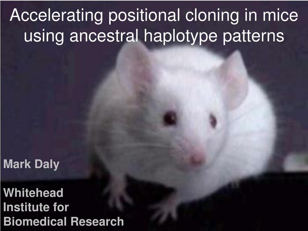 PPT Accelerating positional cloning in mice using ancestral haplotype