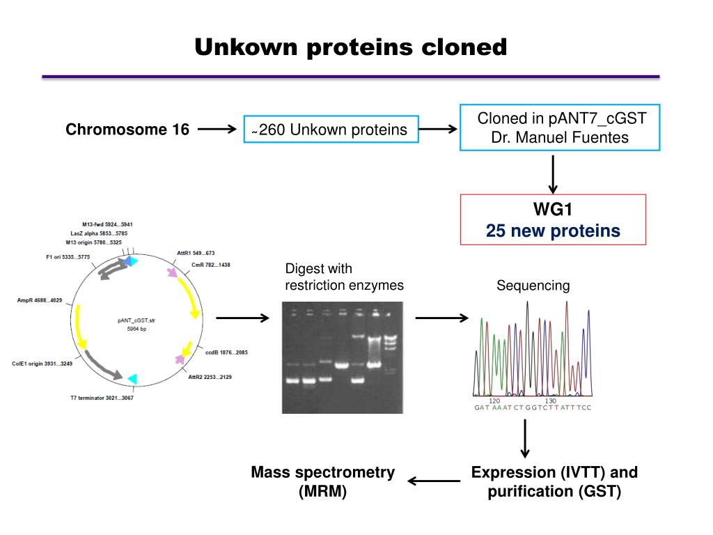 PPT protein expression. Other alternatives PowerPoint Presentation ID3305724