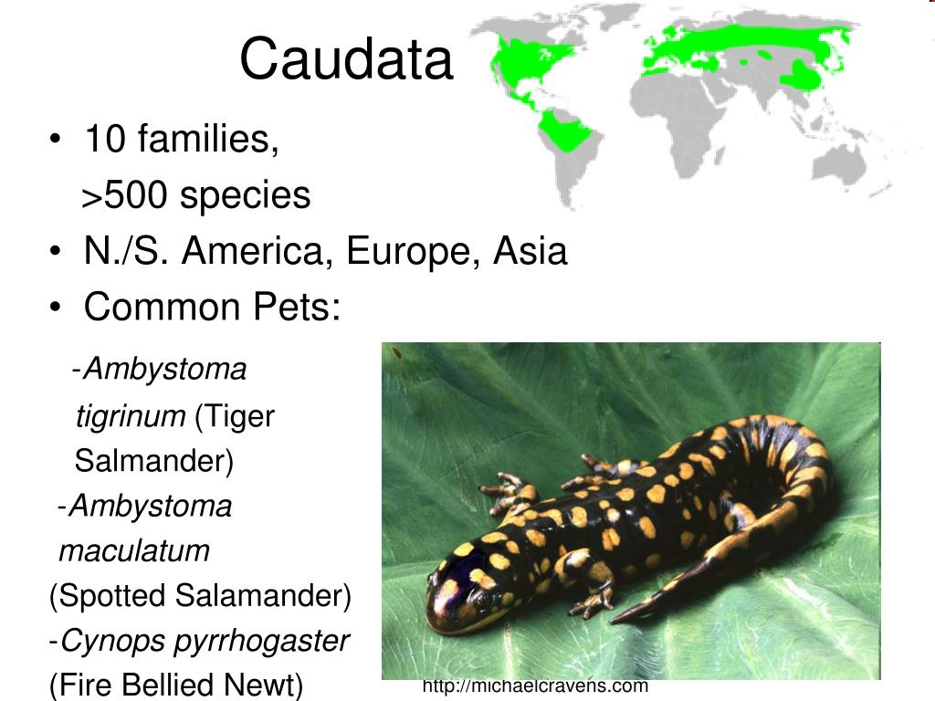 PPT Amphibian Husbandry and Nutrition PowerPoint Presentation, free