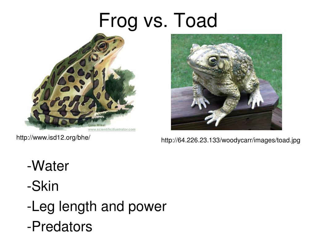 PPT Amphibian Husbandry and Nutrition PowerPoint Presentation, free