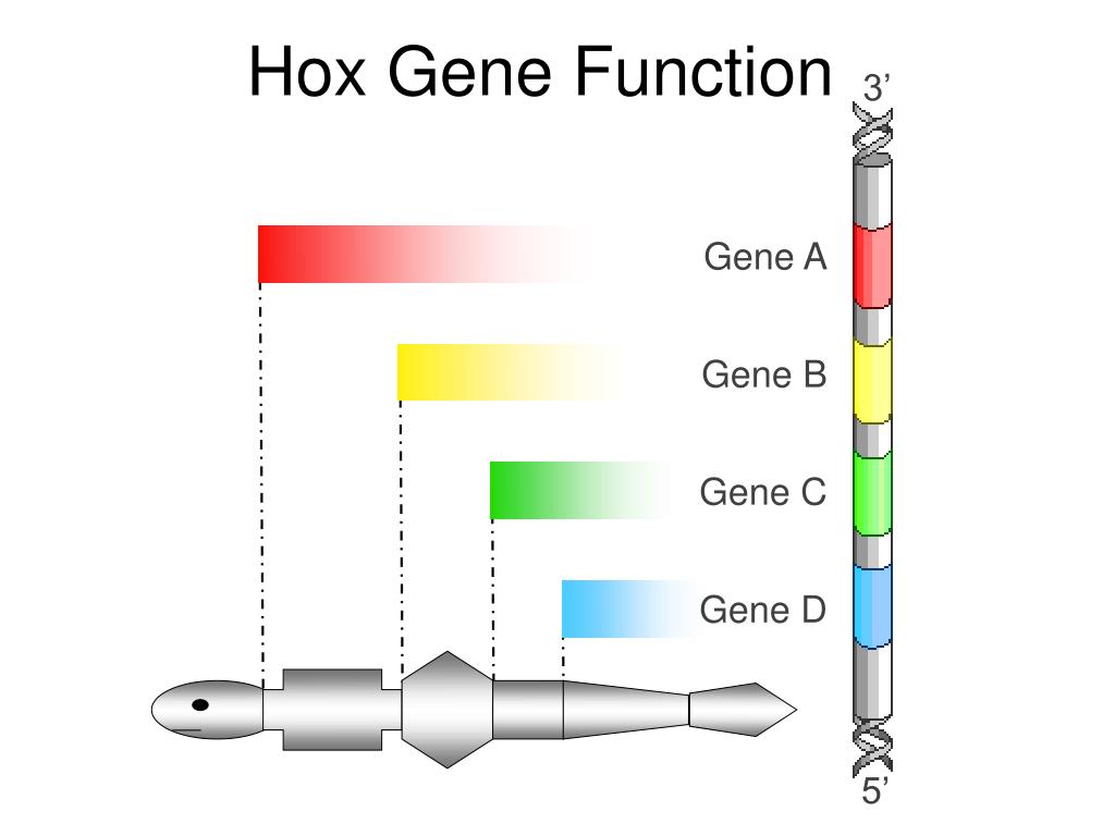 PPT Homeobox Genes and Evolution PowerPoint Presentation, free
