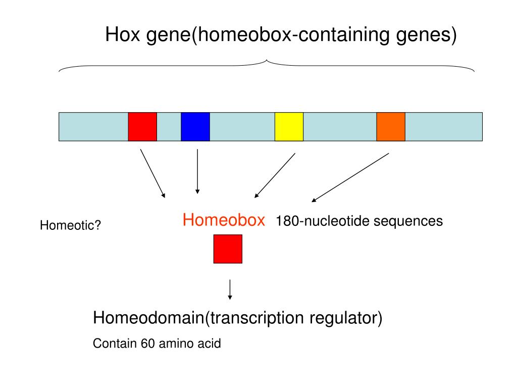PPT Hox genes & synpolydactyly PowerPoint Presentation, free download