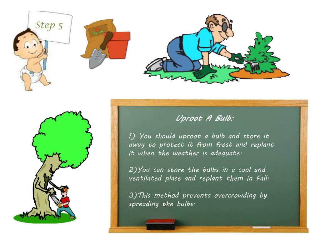 PPT How To Take Care Of Flower Bulbs PowerPoint Presentation, free