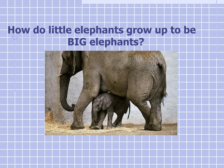 PPT How do little elephants grow up to be BIG elephants? PowerPoint