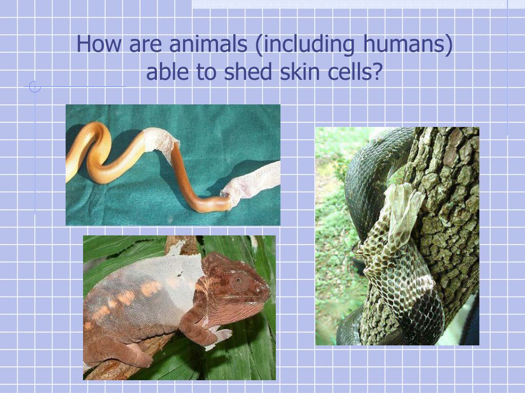 PPT How do little elephants grow up to be BIG elephants? PowerPoint