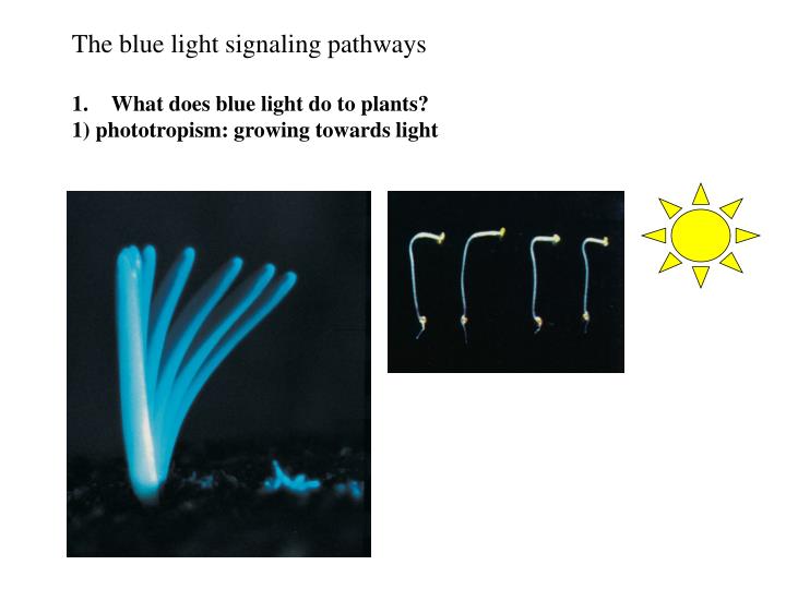 PPT The blue light signaling pathways What does blue light do to