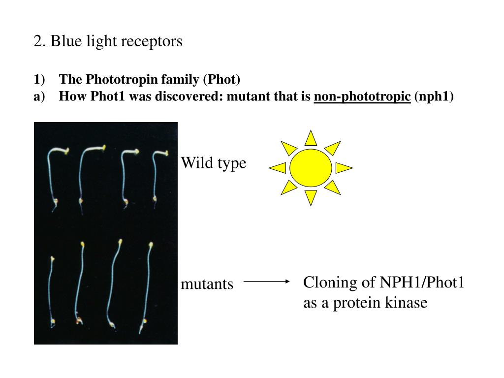 PPT The blue light signaling pathways What does blue light do to