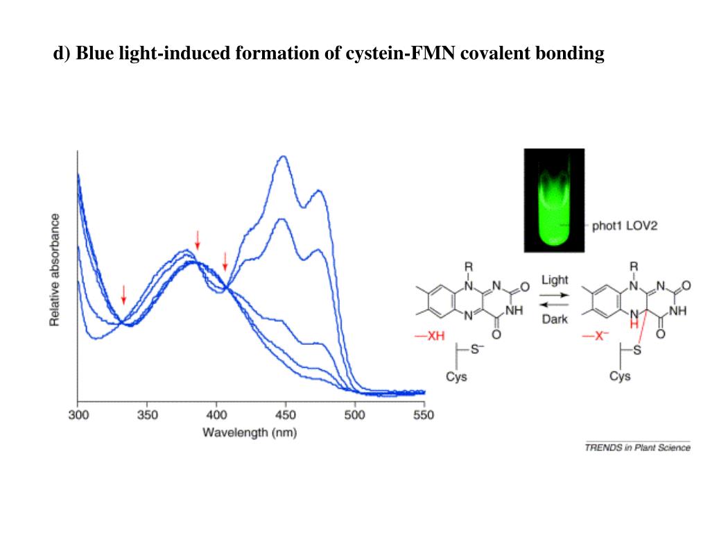 PPT The blue light signaling pathways What does blue light do to