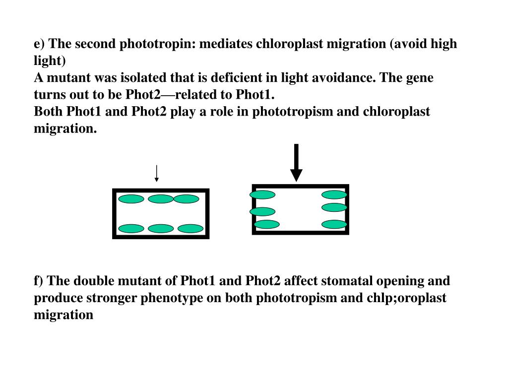 PPT The blue light signaling pathways What does blue light do to