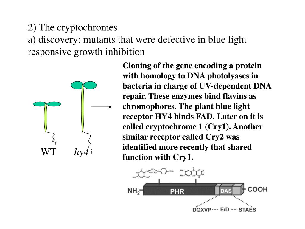 PPT The blue light signaling pathways What does blue light do to