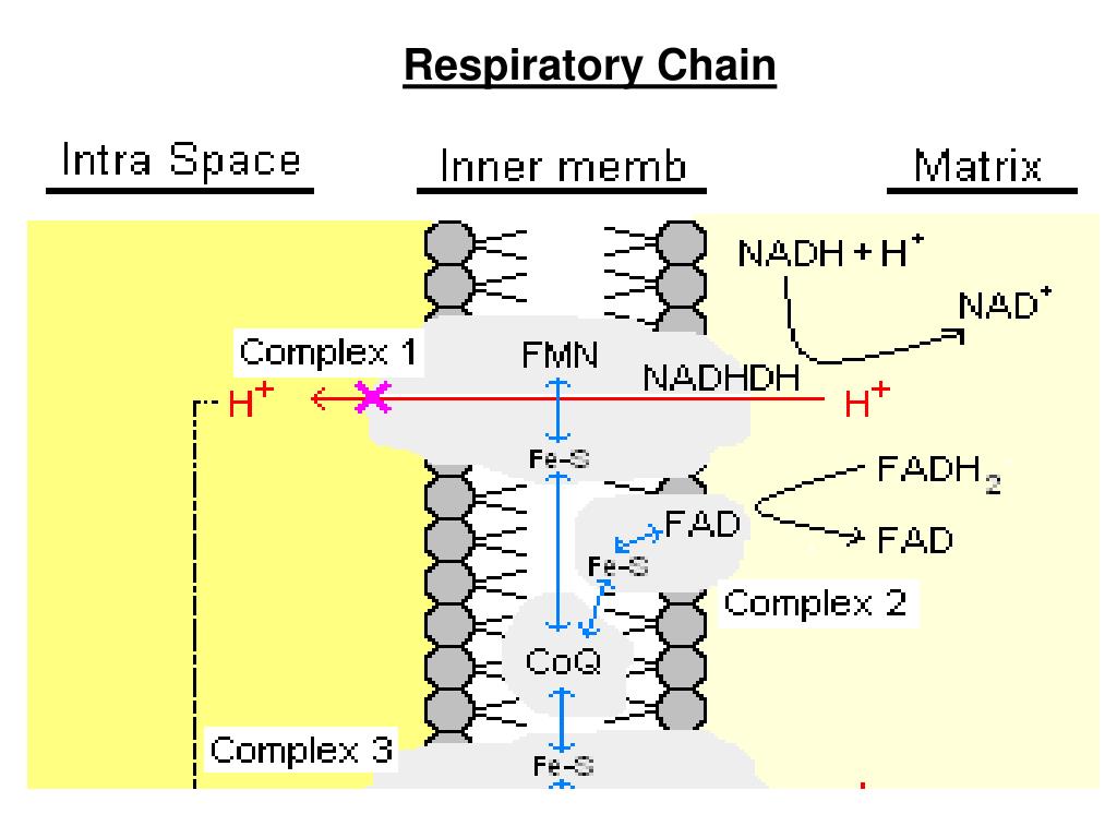 PPT ط Electron Transport chain, structure and Organization PowerPoint