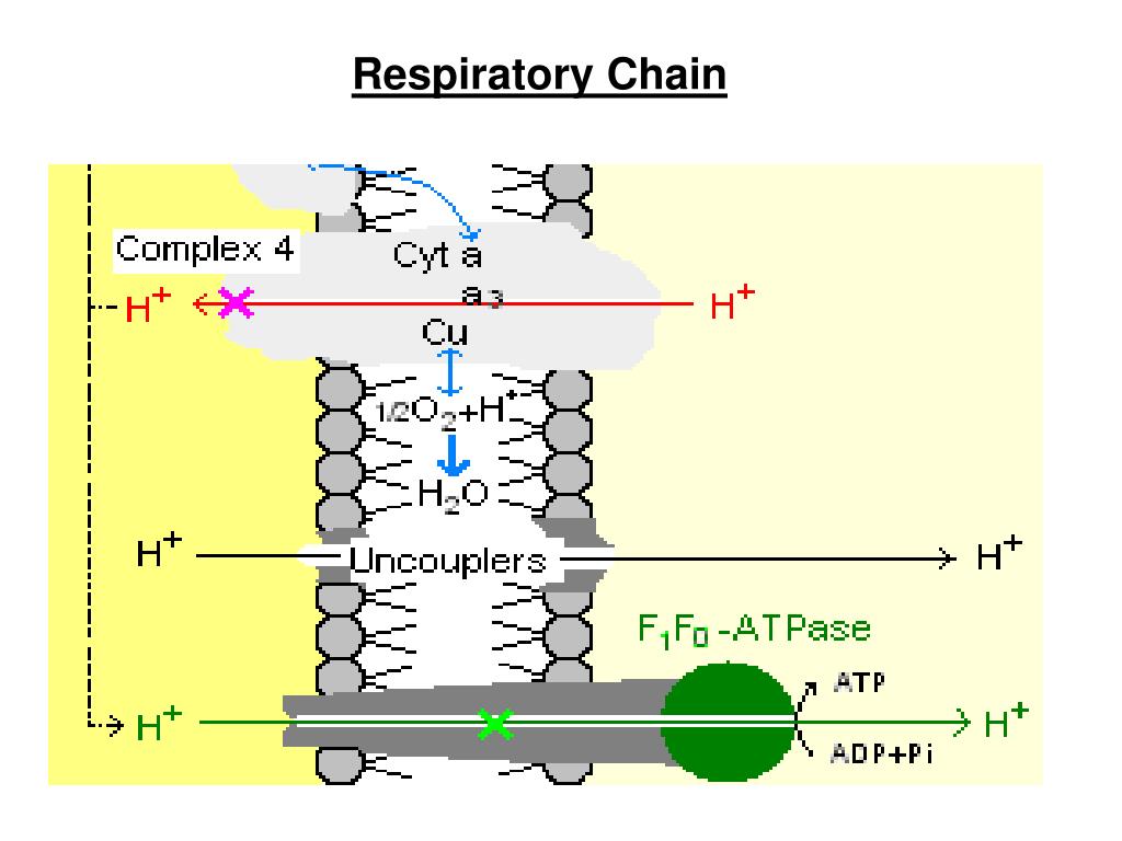 PPT ط Electron Transport chain, structure and Organization PowerPoint