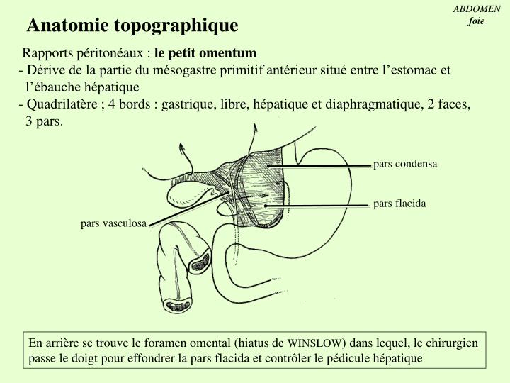 PPT ABDOMEN foie PowerPoint Presentation ID3329478