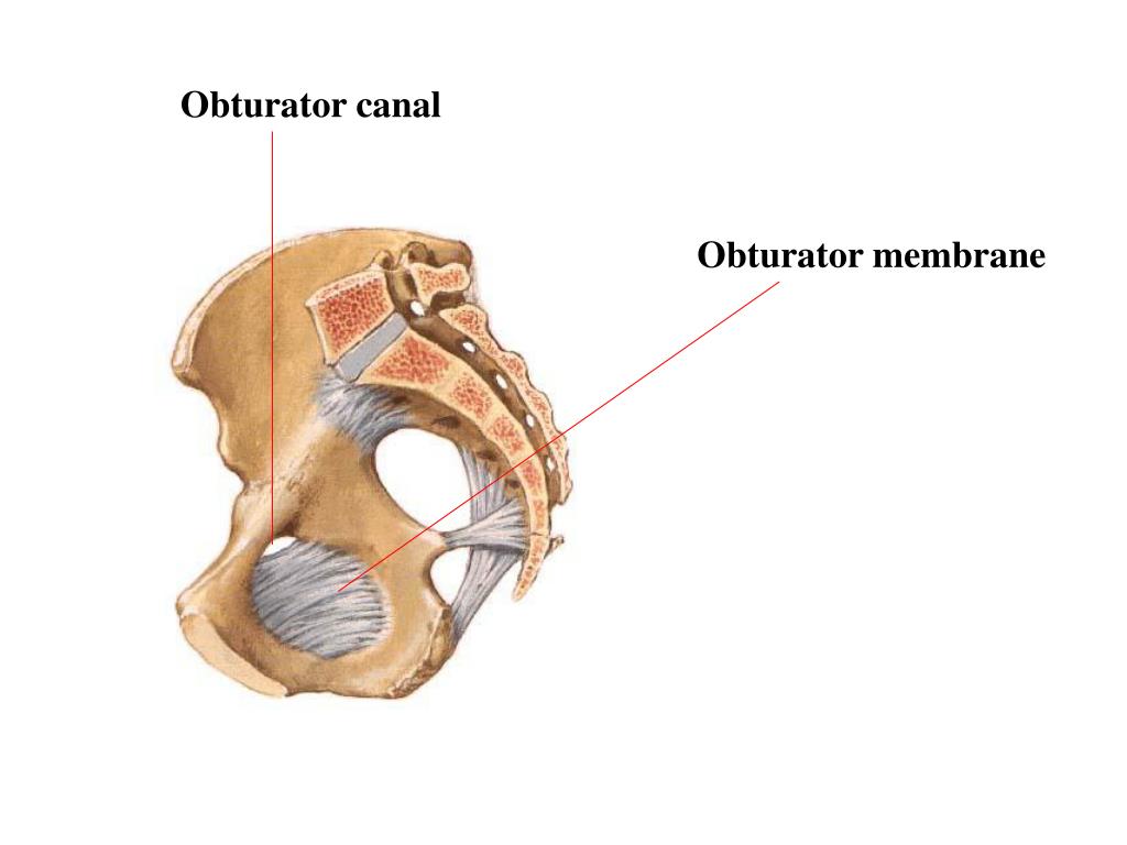 PPT Section 3 Joints of upper limb PowerPoint