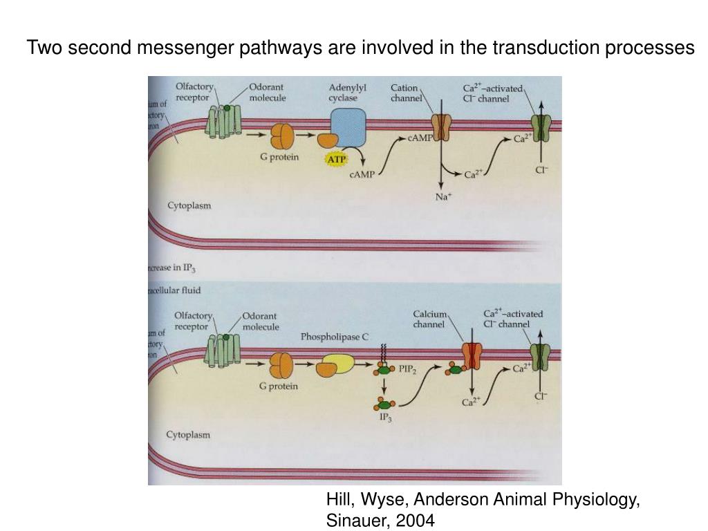 PPT - Olfaction 1 Odor as a stimulus Olfactory receptors: Structure and
