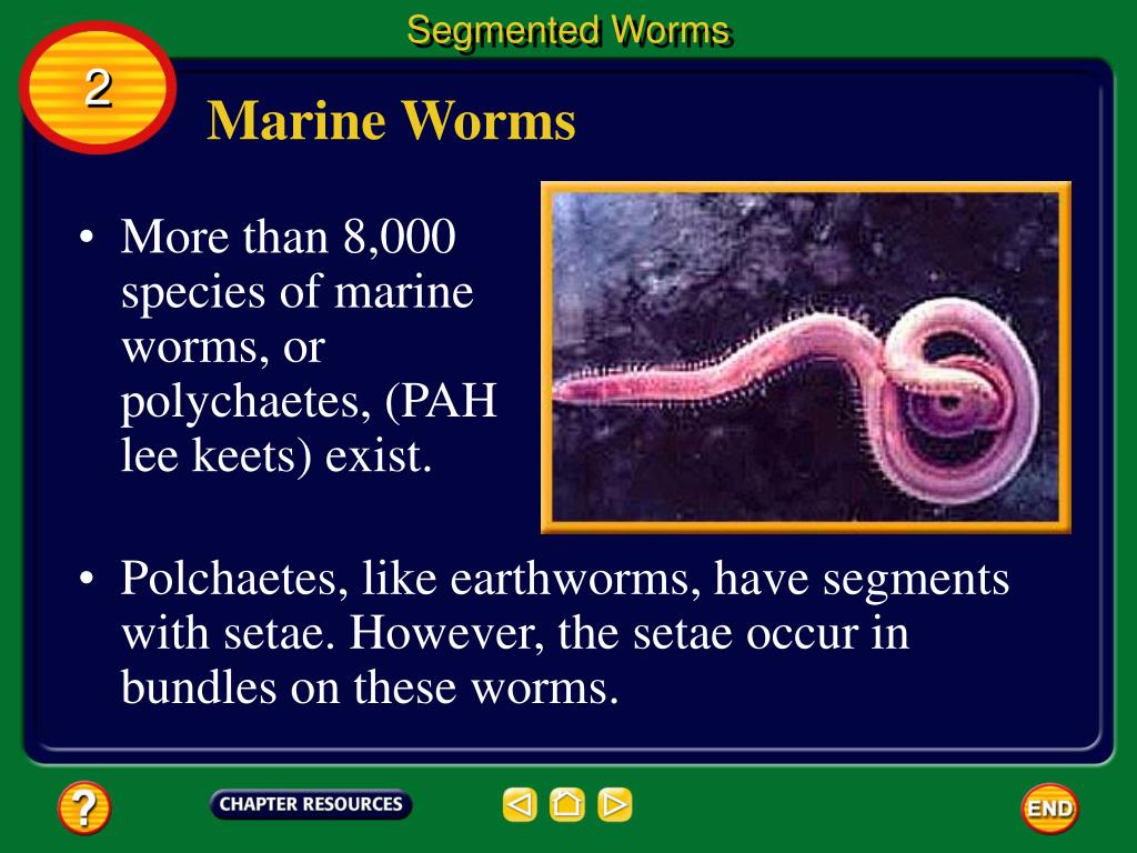 PPT Chapter Mollusks, Worms, Arthropods, Echinoderms PowerPoint