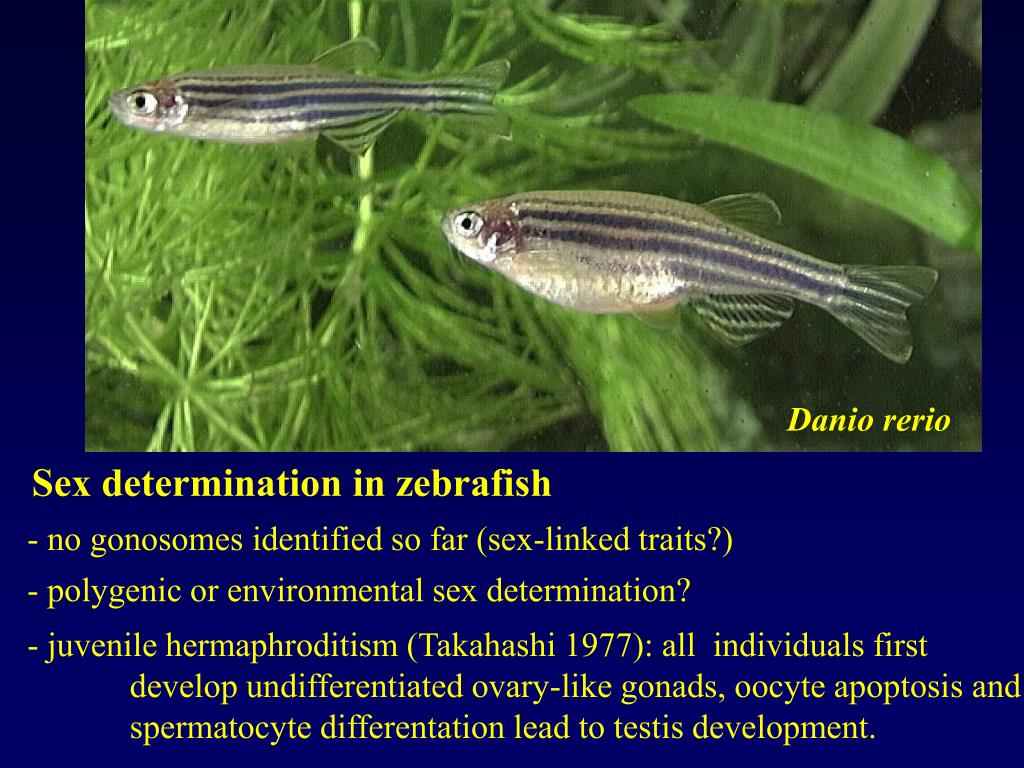 PPT Evolution of sex determination and sex chromosomes What can we