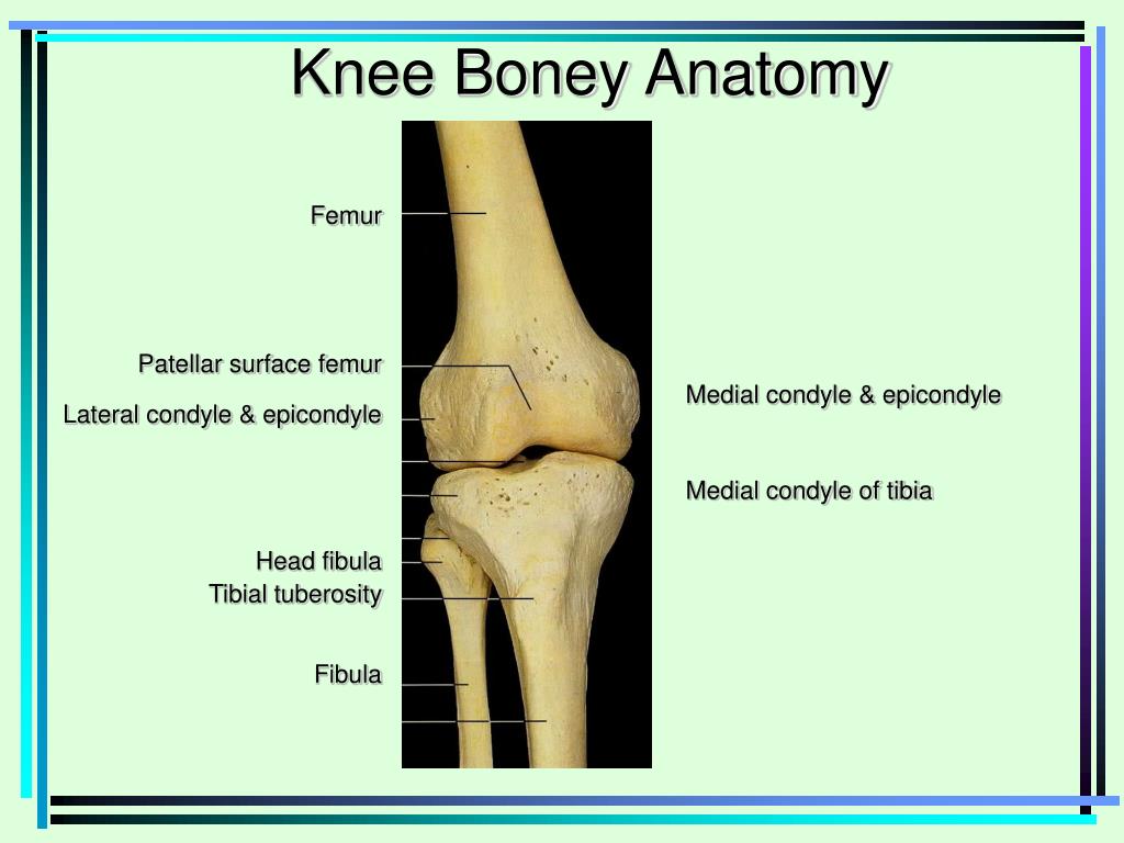 PPT Femur Patellar surface femur Lateral condyle & epicondyle Head