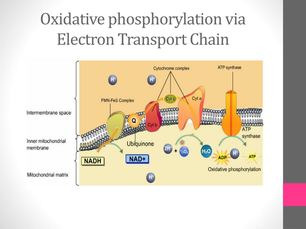 PPT Effect of Cyanide on ATP S ynthesis PowerPoint Presentation, free