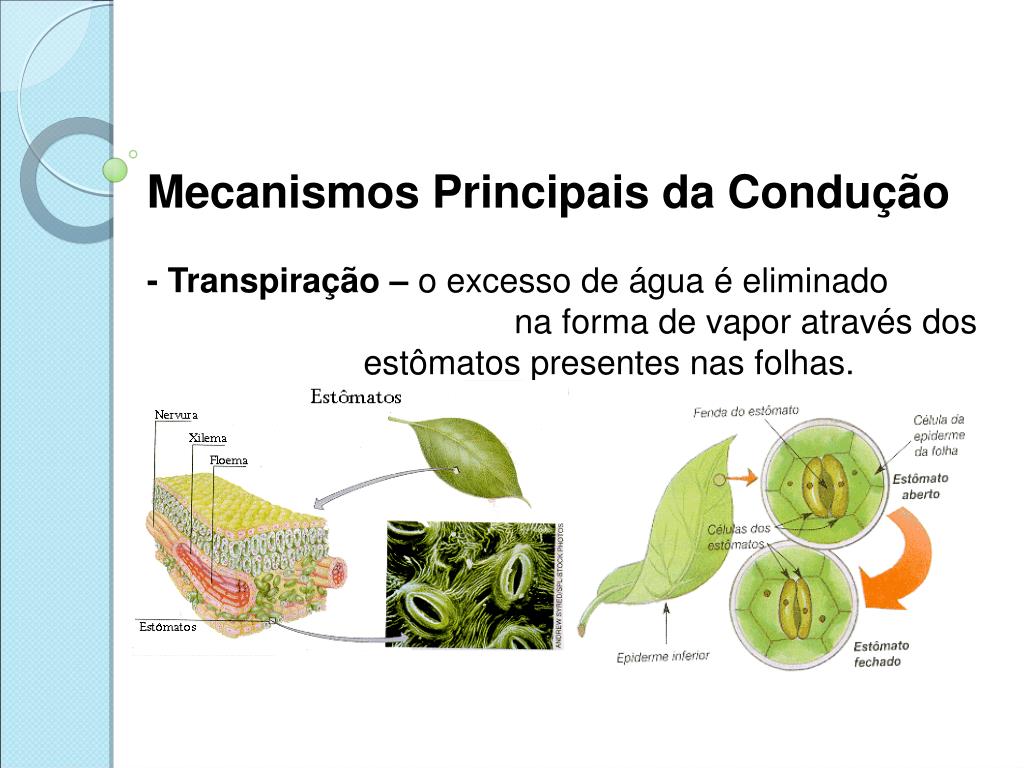 PPT FISIOLOGIA, Histologia e Anatomia VEGETAL PowerPoint Presentation