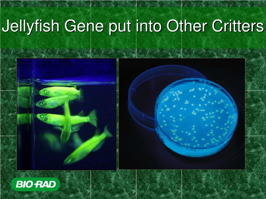 PPT This Little Light of Mine Transform bacteria with a Jellyfish