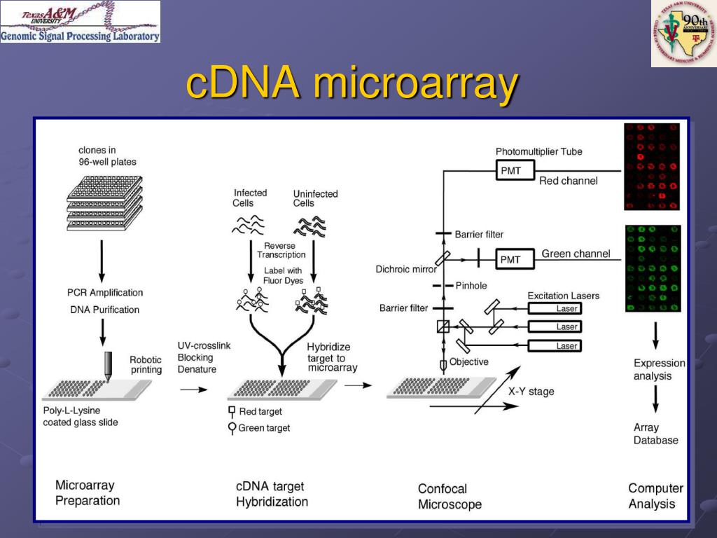 PPT DNA Microarray Technology PowerPoint Presentation, free download
