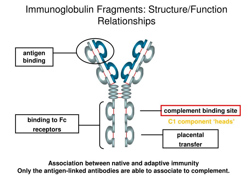 PPT THE COMPLEMENT SYSTEM PowerPoint Presentation, free download ID