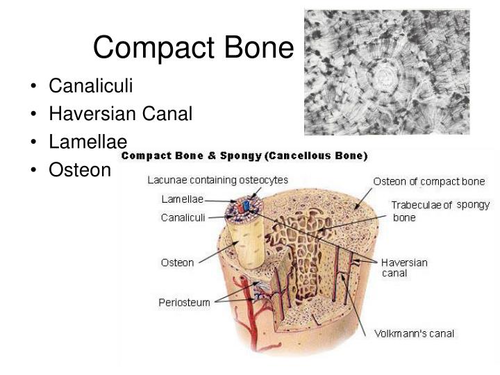 Ppt Bone Physiology Powerpoint Presentation Id 3357358